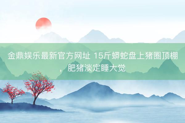 金鼎娱乐最新官方网址 15斤蟒蛇盘上猪圈顶棚，肥猪淡定睡大觉